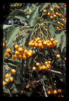 Queensland Pittosporum 2